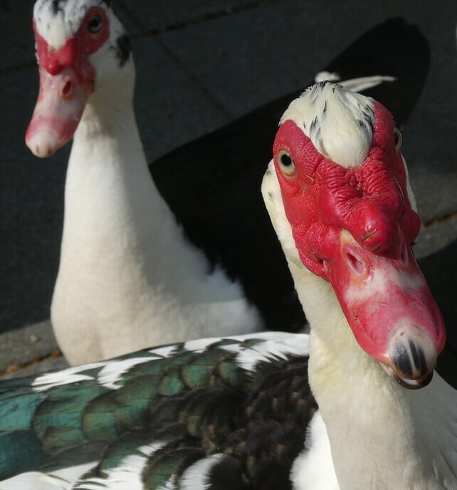 Muskus-eenden paartje - Foto: Ingezonden foto