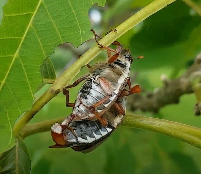 Weer een nieuw natuurfilmpje van Simon - Foto: Ingezonden foto