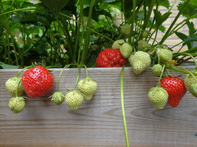 Meizoentjes - Foto: Ingezonden foto