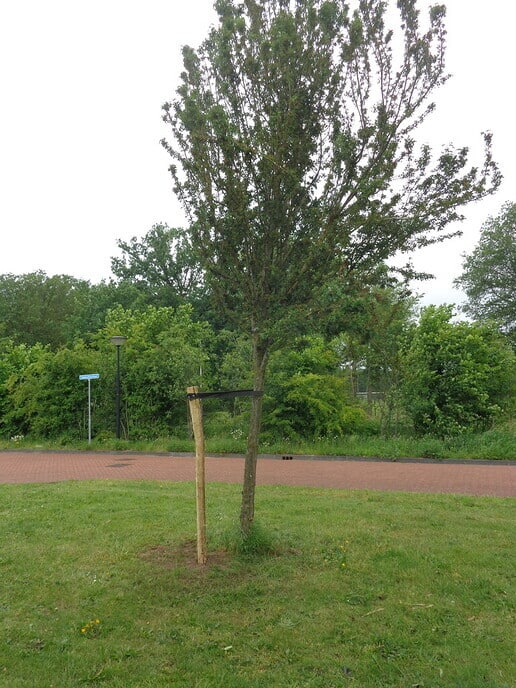  Boom met toekomst - Foto: Ingezonden foto