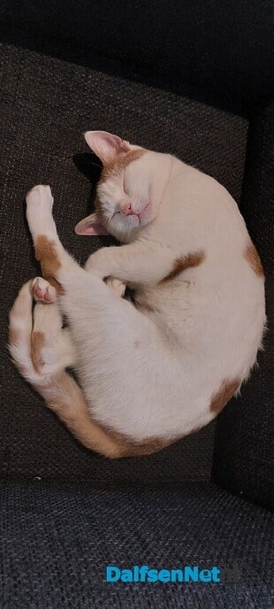Poes vermist en weer terecht - Foto: Ingezonden foto