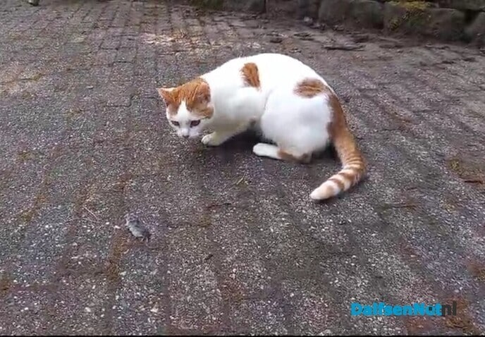 Poes vermist en weer terecht - Foto: Ingezonden foto