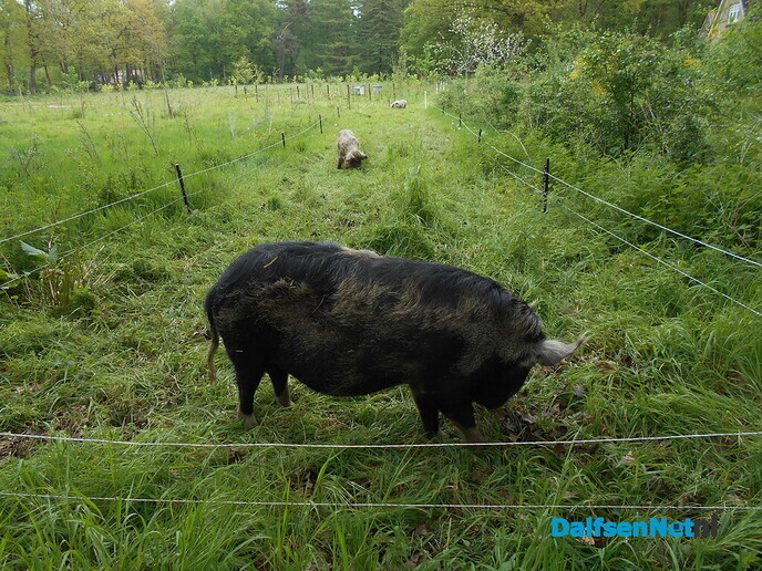 De kune kune varkens druk aan het werk