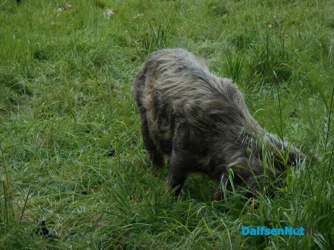 De kune kune varkens druk aan het werk