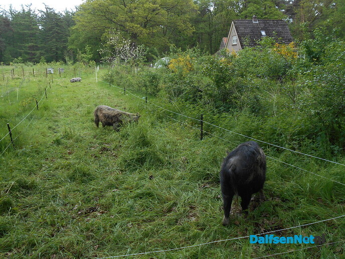 De kune kune varkens druk aan het werk