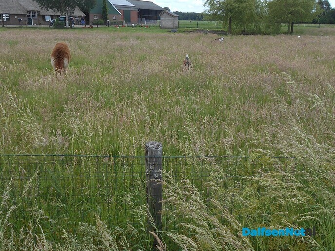 Verstoppertje spelen