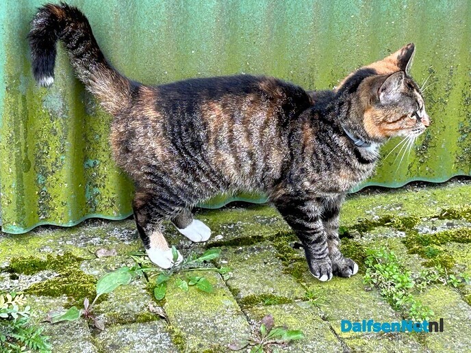 Poes aan komen lopen - Foto: Ingezonden foto