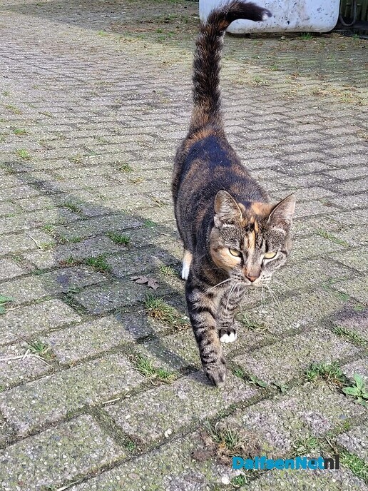 Poes aan komen lopen - Foto: Ingezonden foto