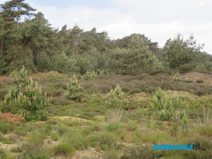 Wordt het grote heideveld van het Rechterenseveld overwoekerd? - Foto: Wim