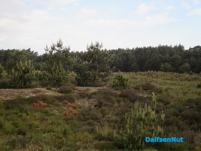 Wordt het grote heideveld van het Rechterenseveld overwoekerd? - Foto: Wim