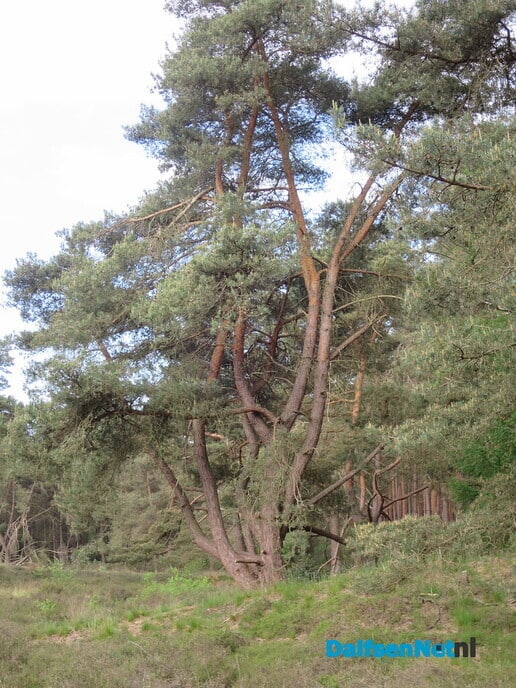 Een after zondagwandeling via het Rechterenseveld - Foto: Wim