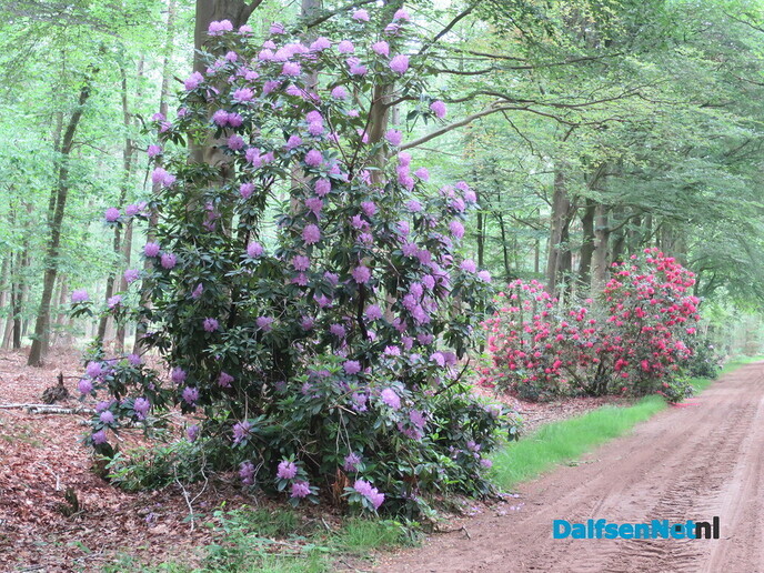 GreenShoes “De Groene Looper Wandeltocht” groot succes - Foto: Wim