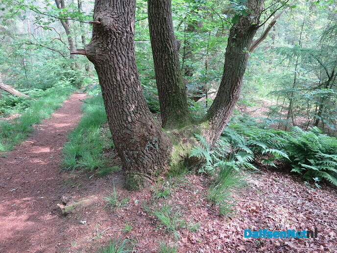 GreenShoes “De Groene Looper Wandeltocht” groot succes - Foto: Wim
