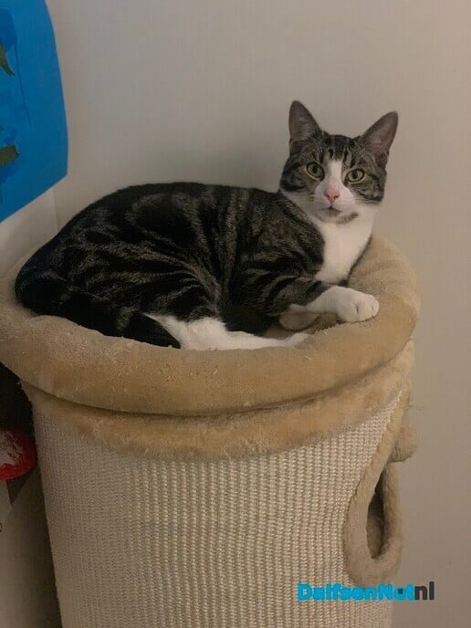 Kat vermist - Foto: Ingezonden foto