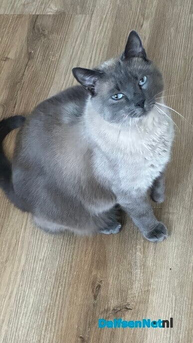 Mijn Siamese kat gisteravond weggelopen - Foto: Ingezonden foto