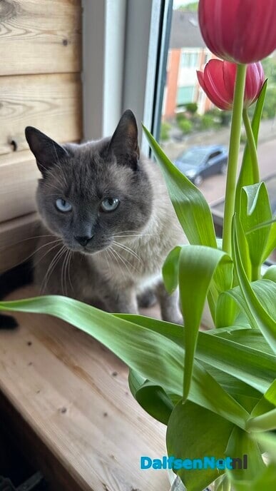Mijn Siamese kat gisteravond weggelopen - Foto: Ingezonden foto