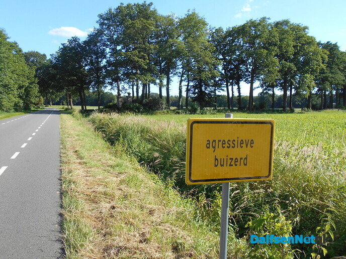 Buizerd valt hardloper aan