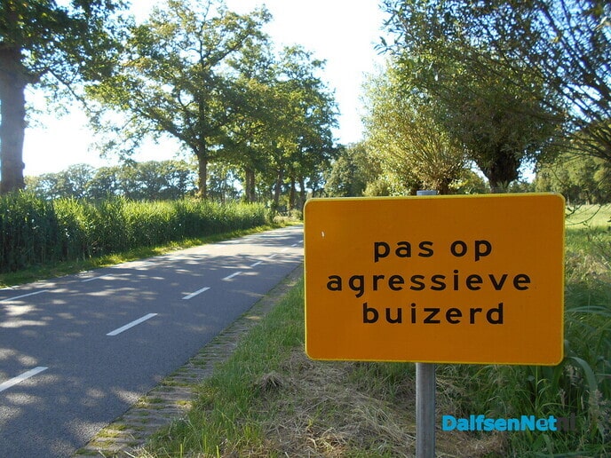 Buizerd valt hardloper aan