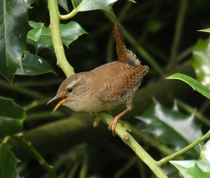 Prachtige vogels - Foto: Ingezonden foto