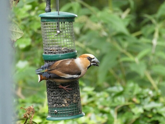 Prachtige vogels - Foto: Ingezonden foto