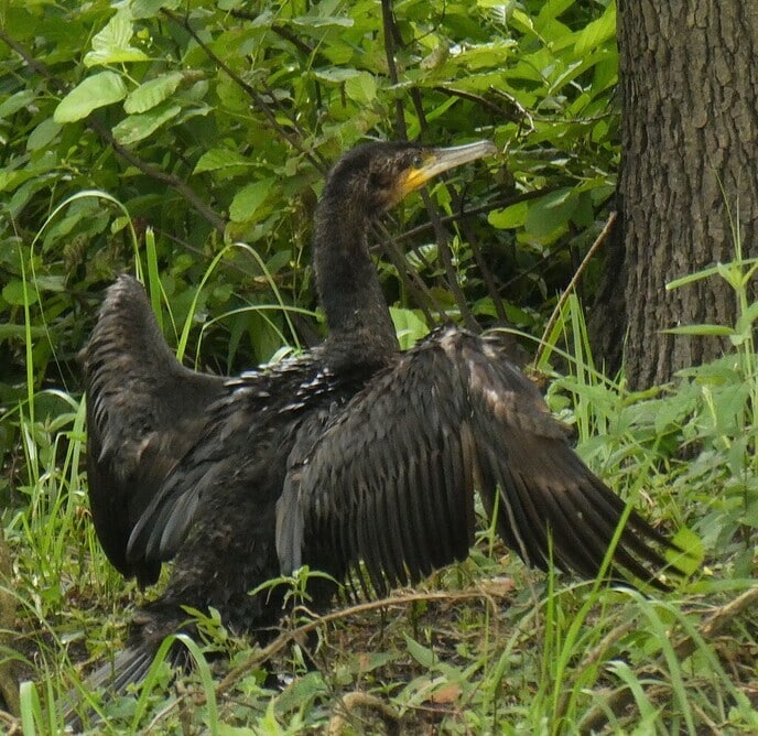 Prachtige vogels - Foto: Ingezonden foto