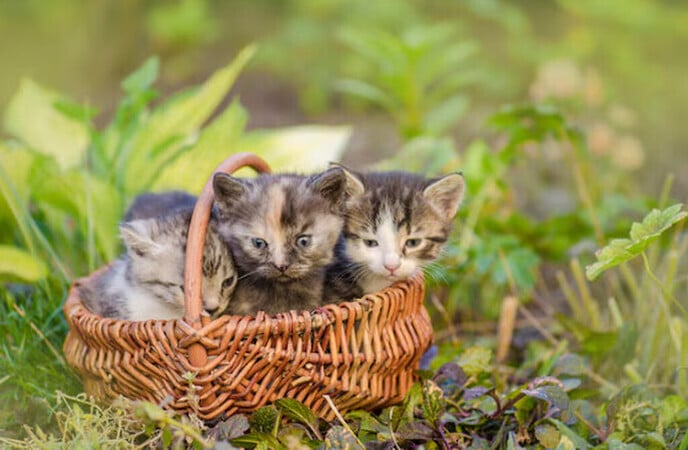 Ruimte voor 2 poesjes - Foto: Ingezonden foto