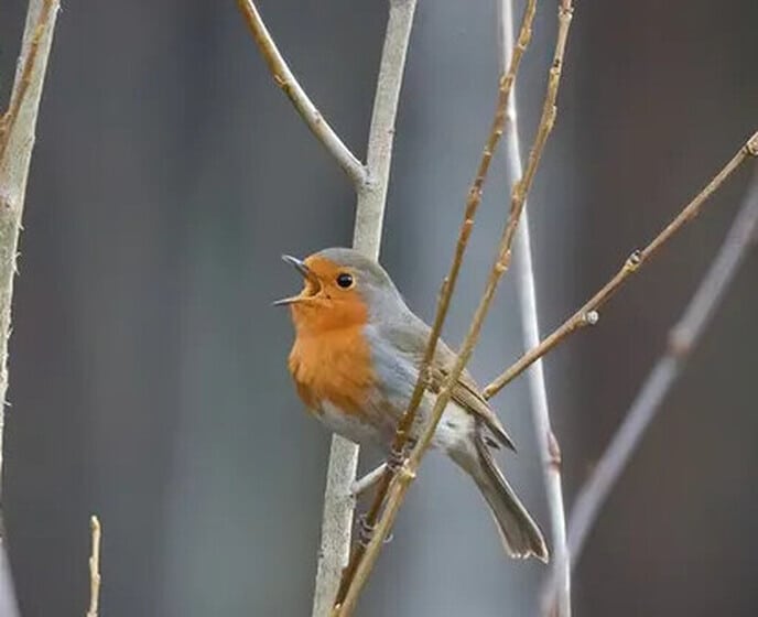 Nieuwe vogelcursus van Vogelbescherming Nederland - Foto: Ingezonden foto