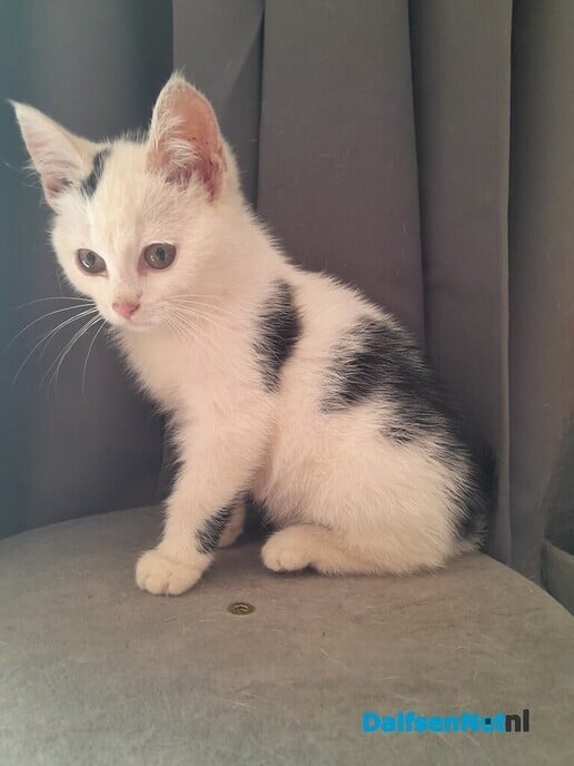Kitten gevonden - Foto: Ingezonden foto