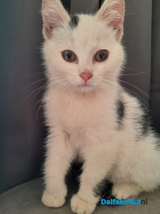 Kitten gevonden - Foto: Ingezonden foto