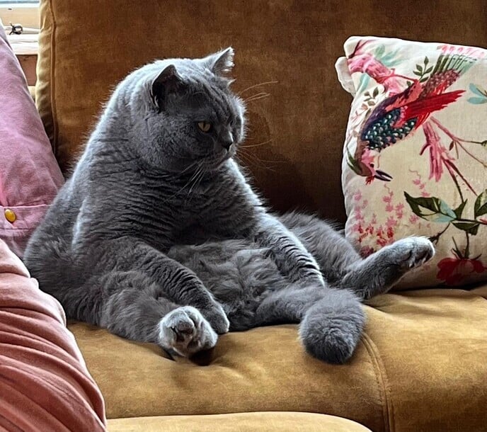 Logeerkat vermist en terug: zat in de pan! - Foto: Ingezonden foto