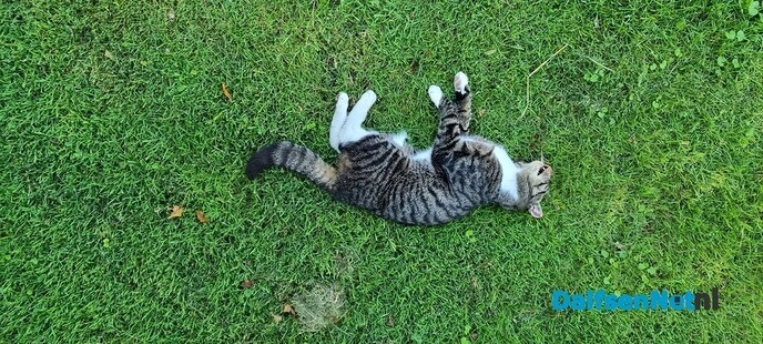 Poes gevonden in Dalfsen - Foto: Ingezonden foto
