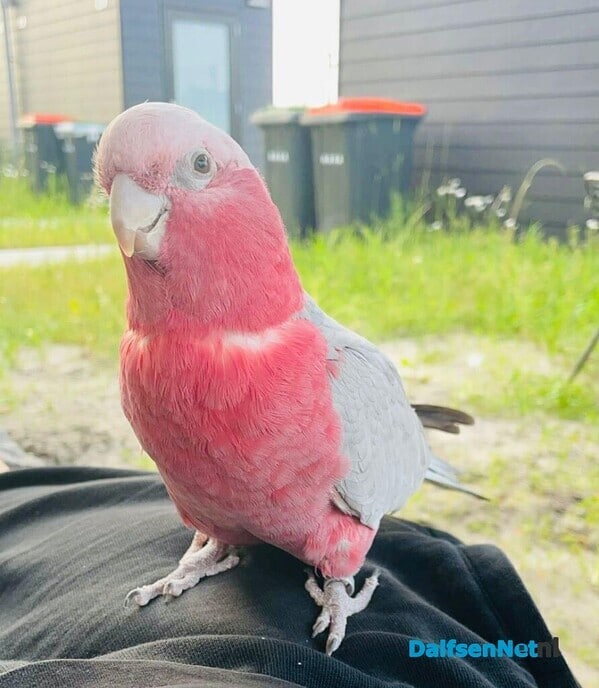 Vermist - Foto: Ingezonden foto