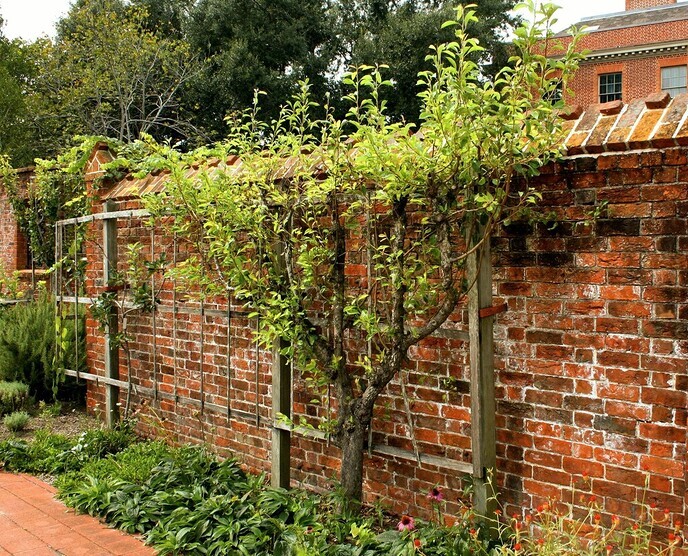 Haal de mediterrane sfeer naar je tuin met een Portugese laurier leiboom