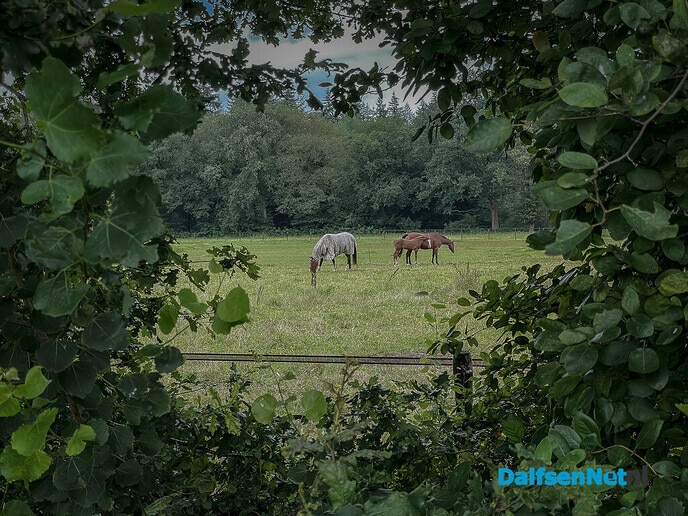 Schoonheid van de (Dalfse) natuur - Foto: Ingezonden foto
