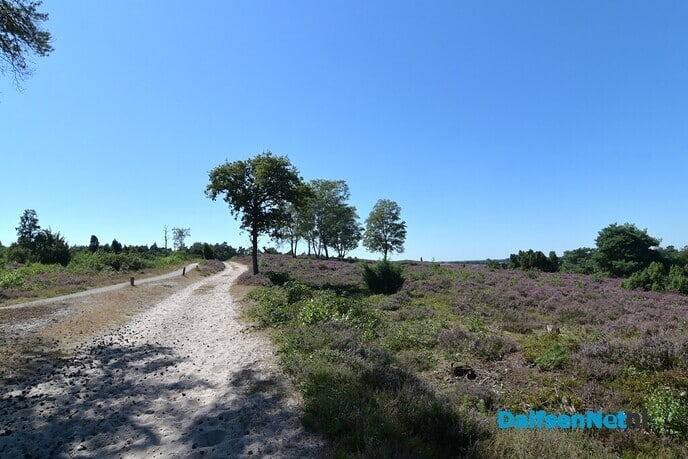 De heide staat weer in bloei - Foto: Johan Bokma