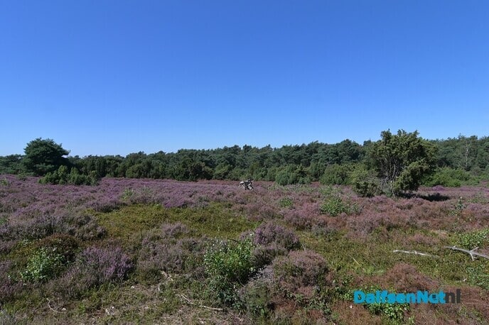 De heide staat weer in bloei - Foto: Johan Bokma