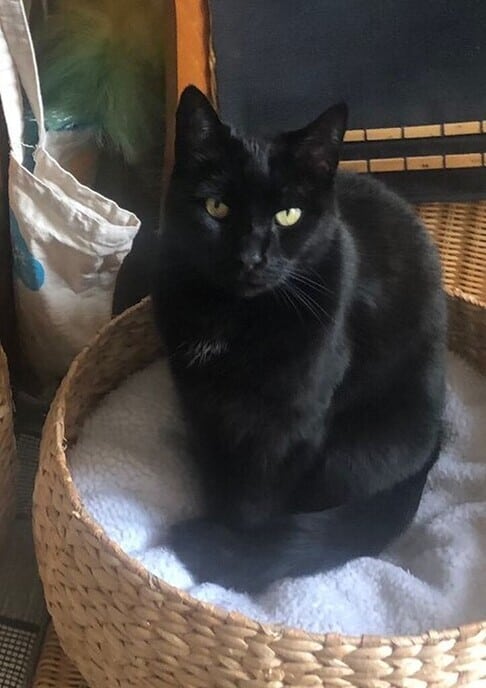 Slanke poes, met groene ogen nog steeds vermist - Foto: Ingezonden foto