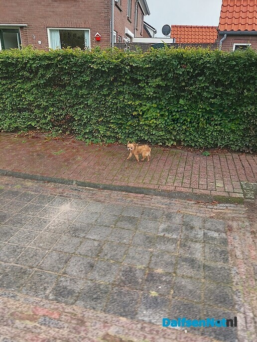 Hondje gevonden Irenestraat - Foto: Ingezonden foto