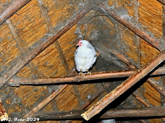 Proef Oudleusen: veel HG foto’s