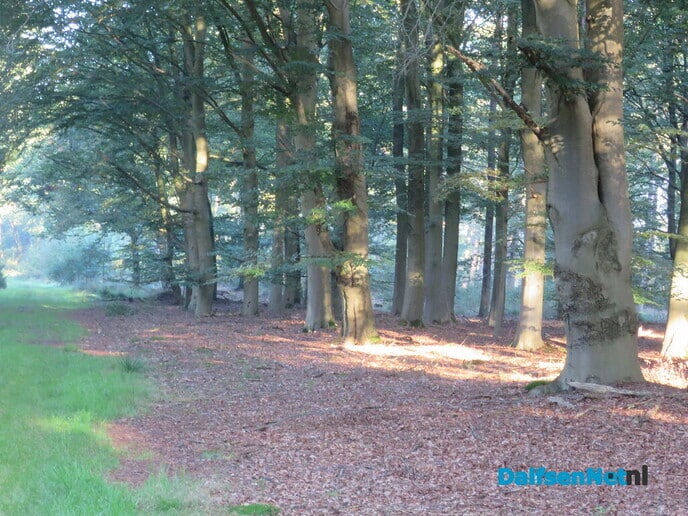 Om 07.00 uur, Een goudgele opkomende zon veelbelovend - Foto: Wim