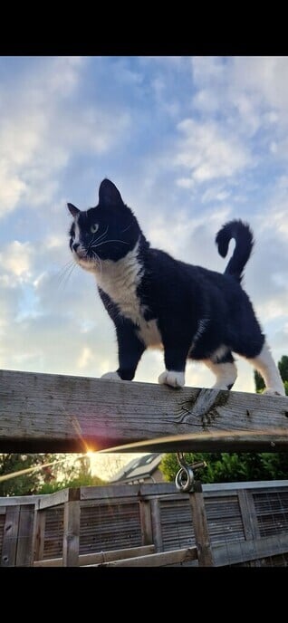 Poes Lola Vermist - Foto: Ingezonden foto