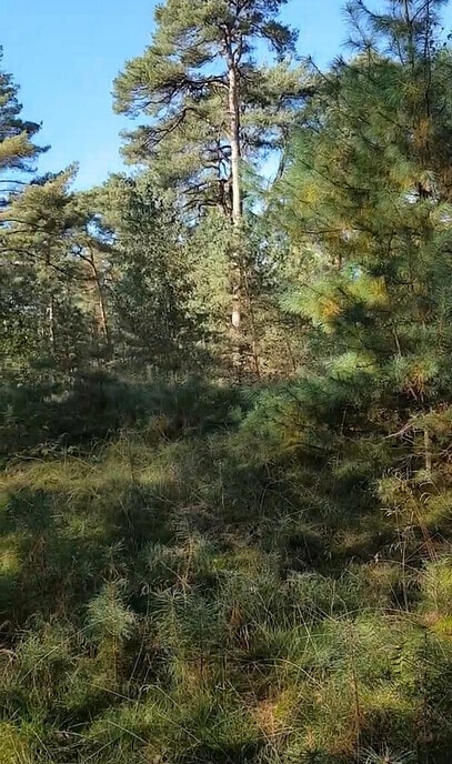 Een vreemdeling in de Rechterse bossen - Foto: Ingezonden foto