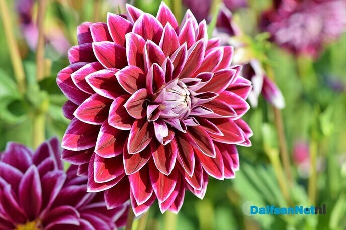 Dahlia’s sieren de volkstuin