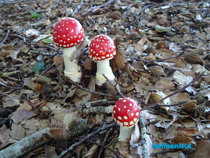 Zon en paddestoelen - Foto: Ingezonden foto