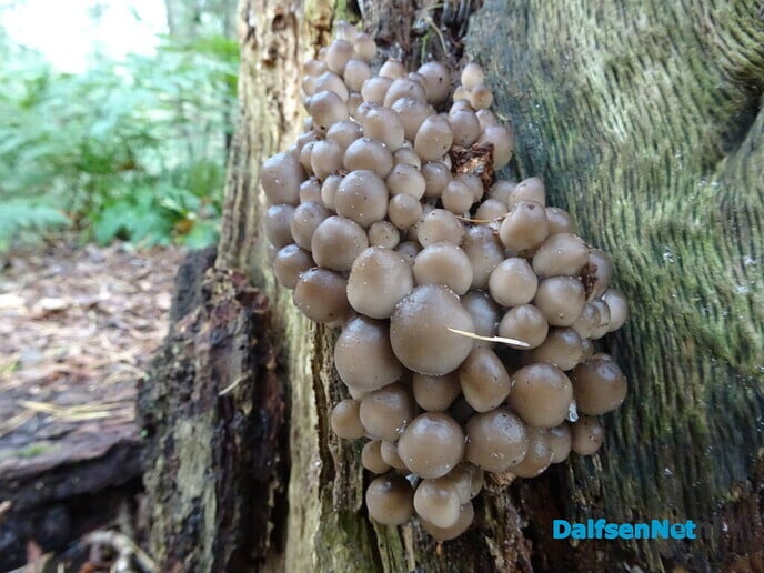 Drukte op de Eekwal - Foto: Ingezonden foto