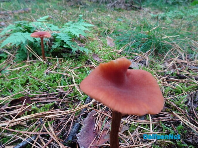 Drukte op de Eekwal - Foto: Ingezonden foto