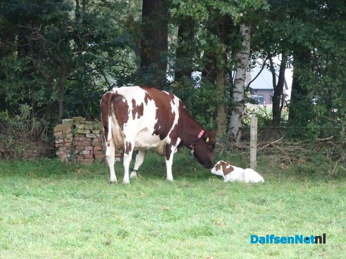 Kalfjespam op Bellingeweer - Foto: Ingezonden foto