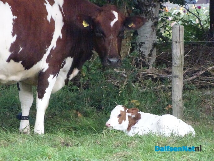 Kalfjespam op Bellingeweer - Foto: Ingezonden foto