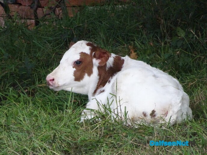 Kalfjespam op Bellingeweer - Foto: Ingezonden foto