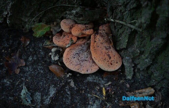 Herfstfotografie in het bos - Foto: Johan Bokma